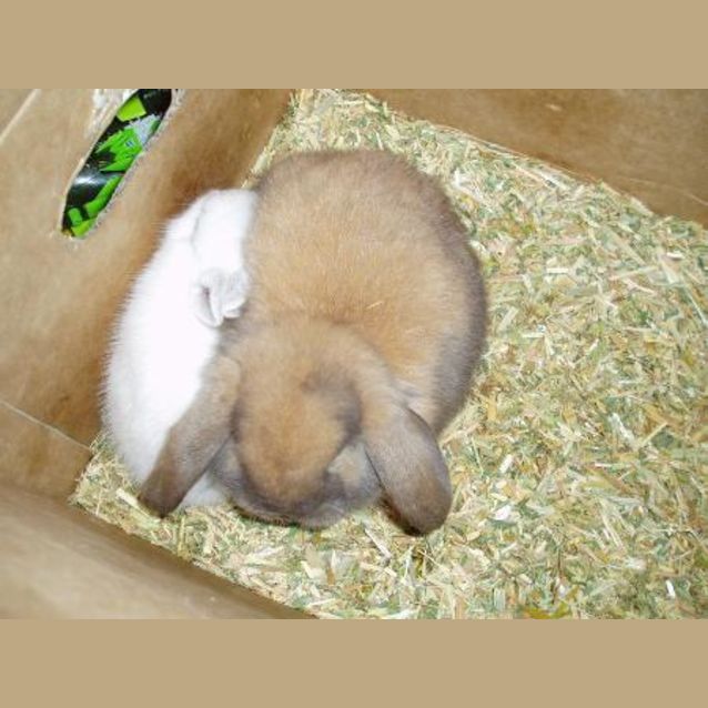 Photo of Flopsy