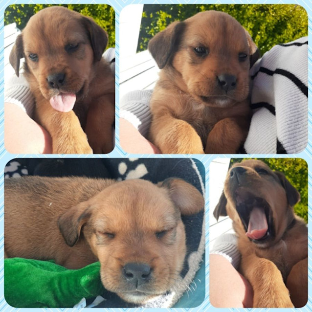 Photo of Milo