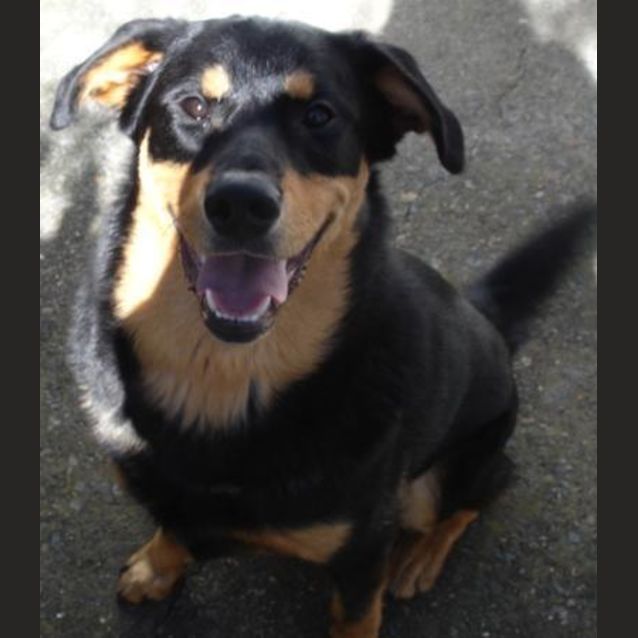 Photo of Bear