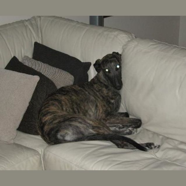 Photo of Nala