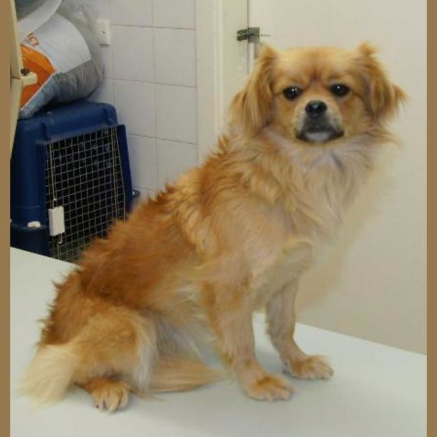 Photo of Tillie