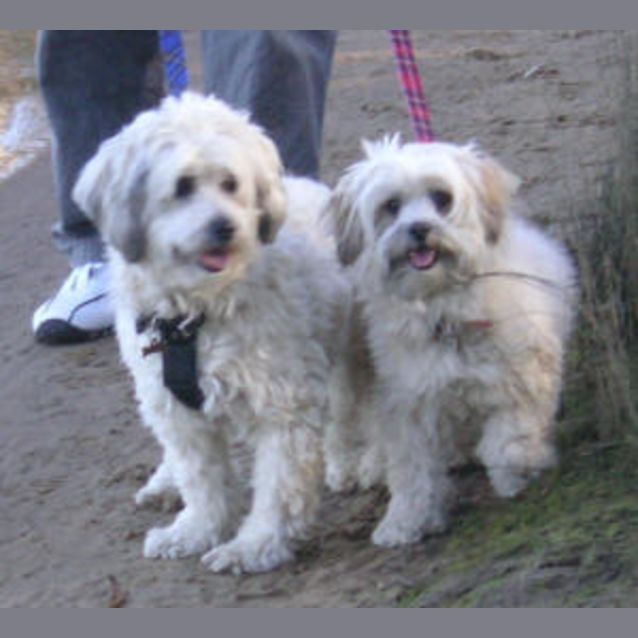 Photo of Simba Is Trying A New Home With Butch!!
