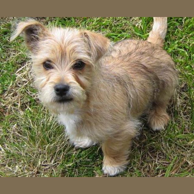 Photo of Pip