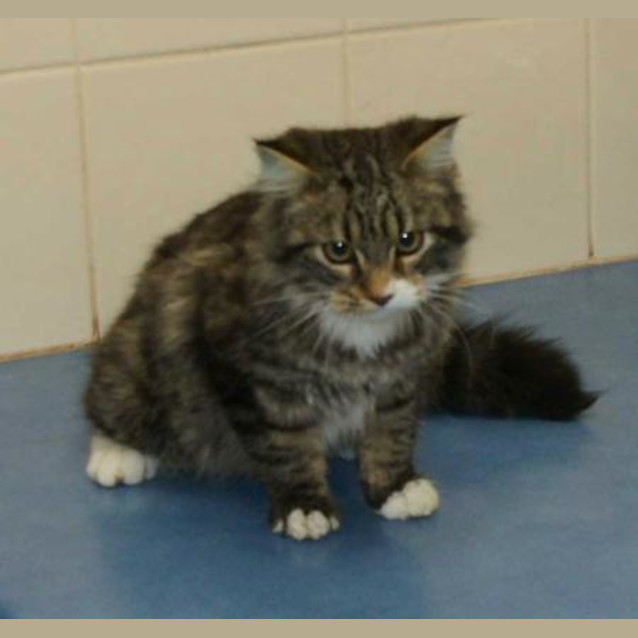 Photo of Stripey