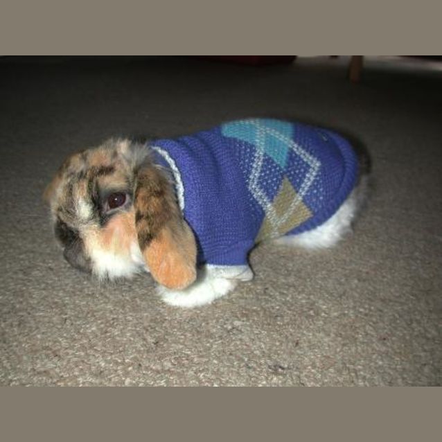 Photo of Mushy (Marshmellow)  On Hold