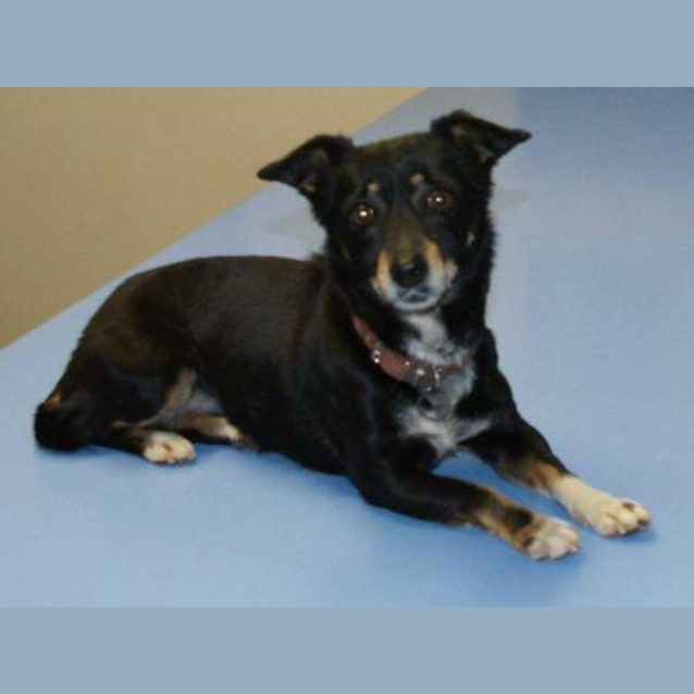 Photo of Missy