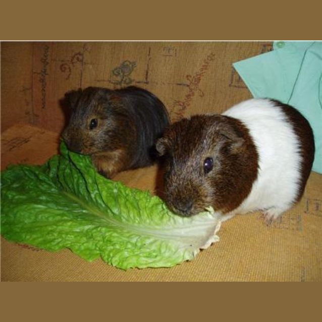 Photo of Milo And Chester