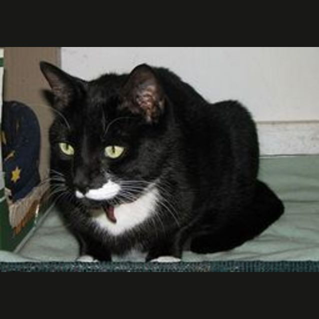 Photo of Vetty (Sylvester)