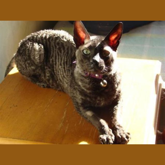 Photo of Rajah