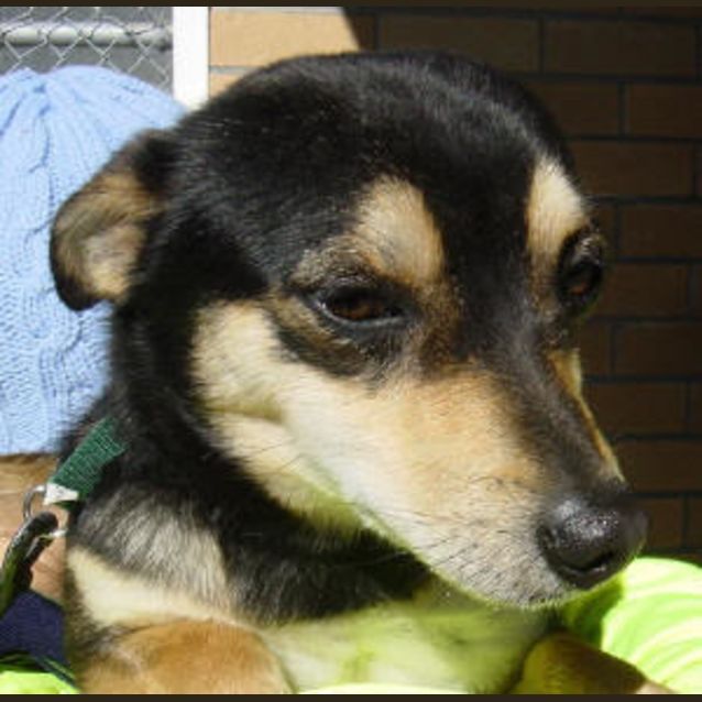 Photo of Calico