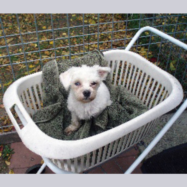 Photo of Teeny Tiny Sidney