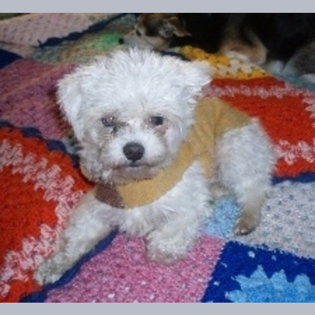 Photo of Teeny Tiny Sidney