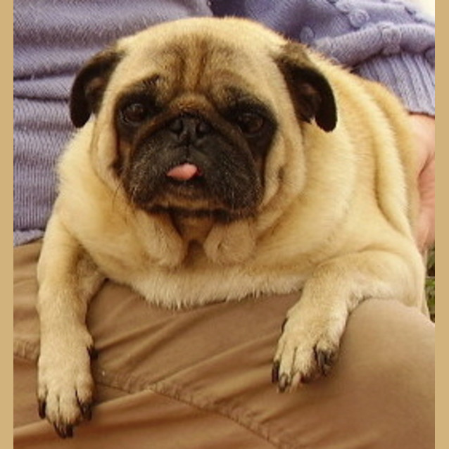 Photo of Jeddi