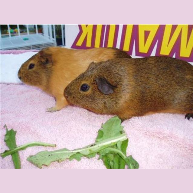 Photo of Mocha And Chino