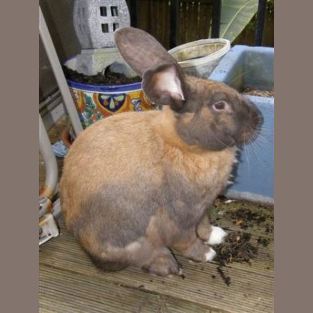 Photo of Joey And Son  Need A Home Asap
