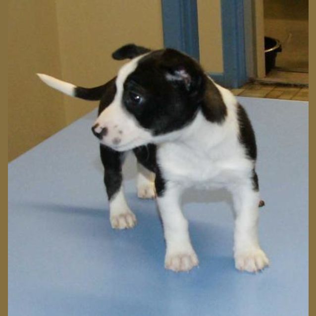 Photo of Budderball