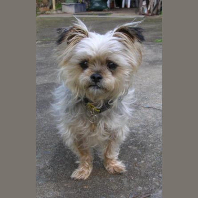 Photo of Daisie