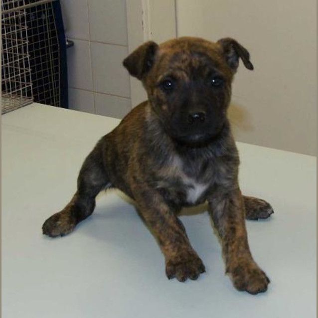 Photo of Brindle