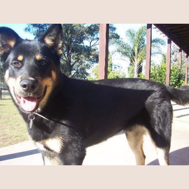 Photo of Bear