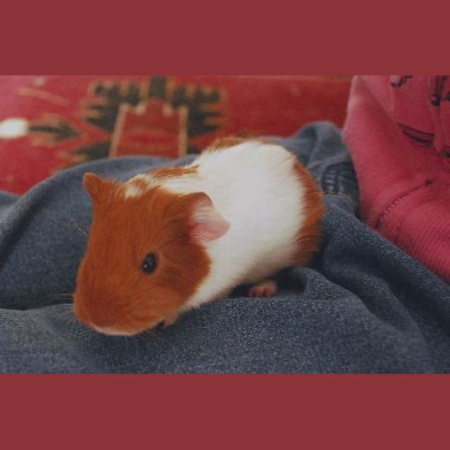 Photo of Amber