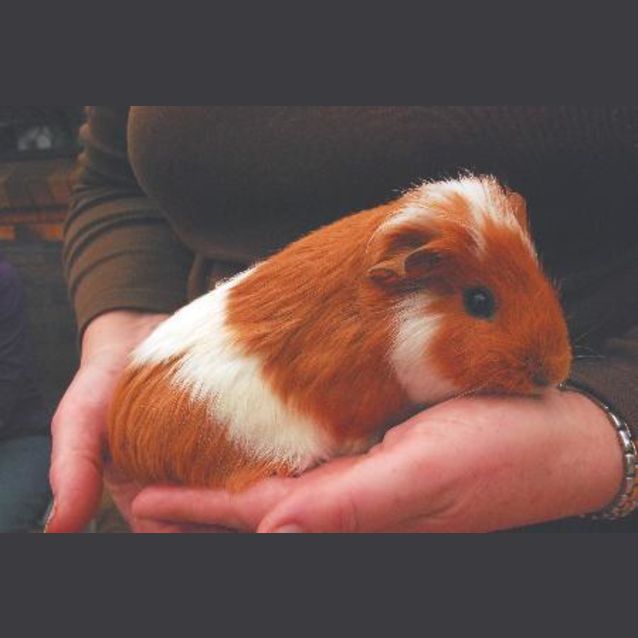 Photo of Melba