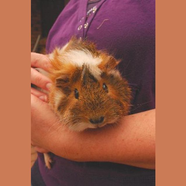 Photo of Piper