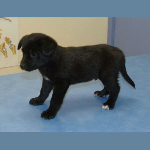 Photo of Boofer
