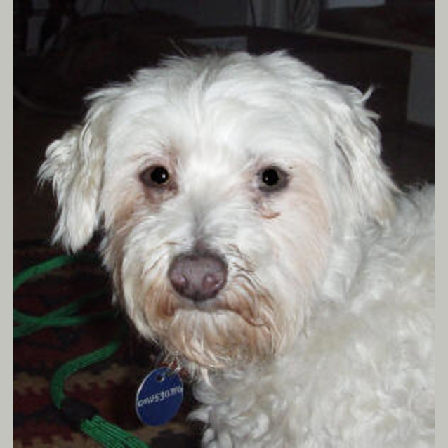 Photo of Boswell Is Trying A New Home!!