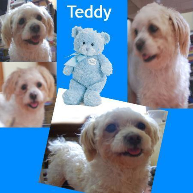 Photo of Teddy