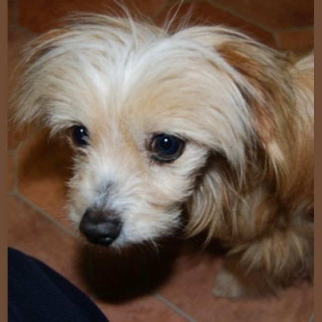 Photo of Sweet Little Gracie