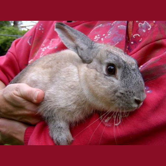 Photo of Sir Lancelot