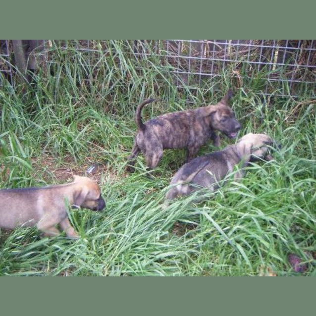 Photo of Harris Is On Hold