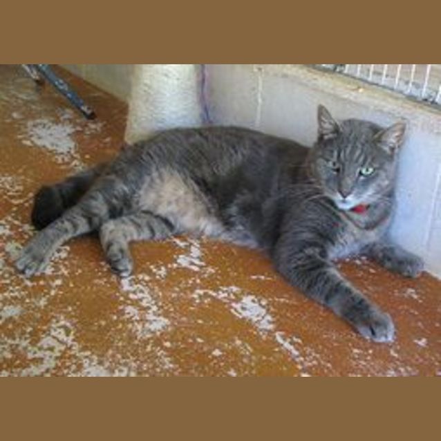 Photo of Puss