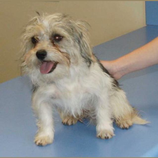 Photo of Scruffy