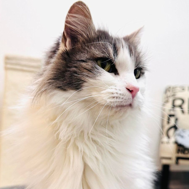 Photo of Pearl   Located In Preston