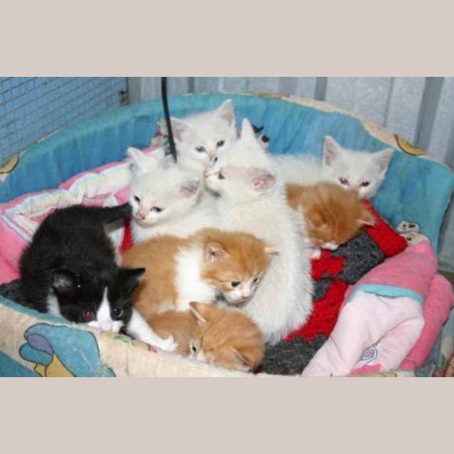 Photo of Eight Kittens