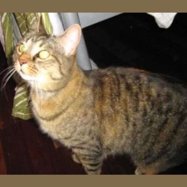 Photo of Petal