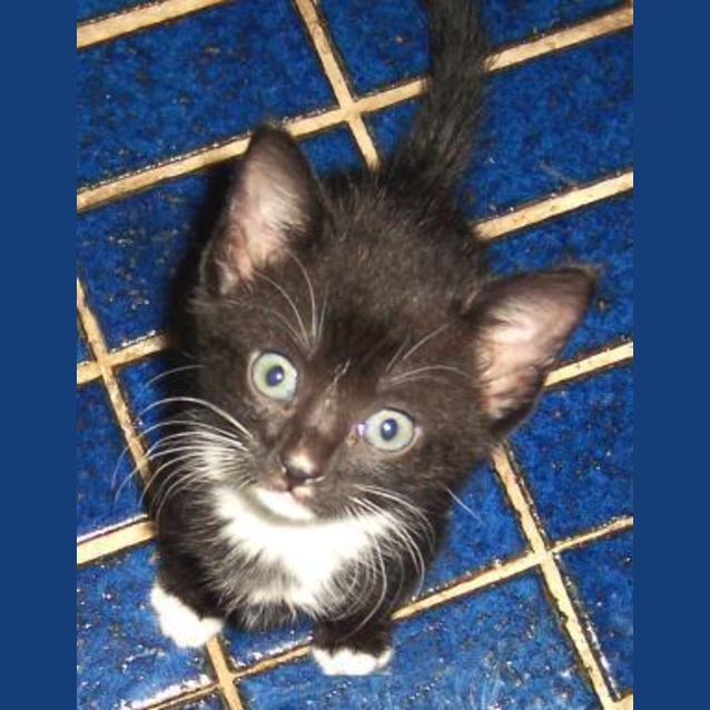 Photo of 6 Baby Kittens