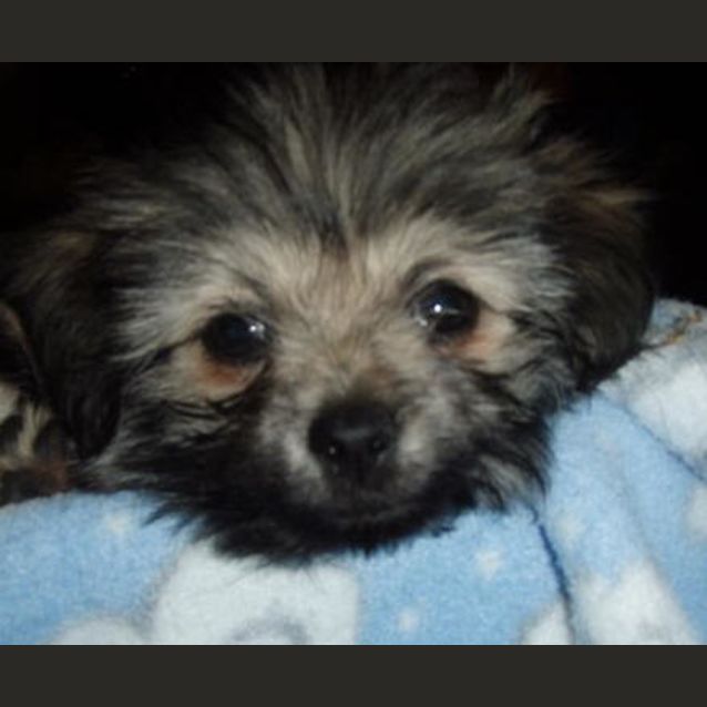 Photo of Sissy