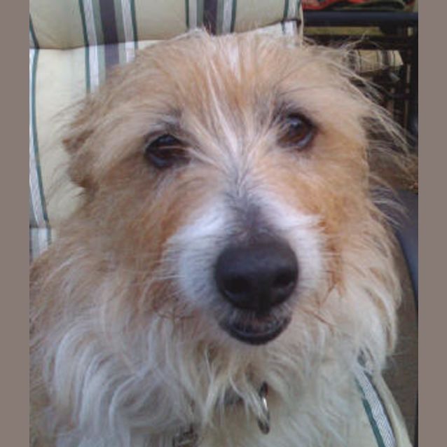 Photo of Scruffy Is Trying A New Home!!