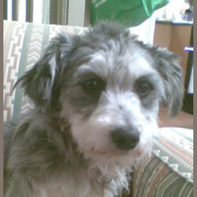 Photo of Snuggles