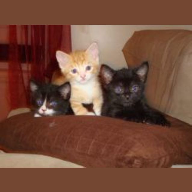 Photo of Milo, Coco And Mack