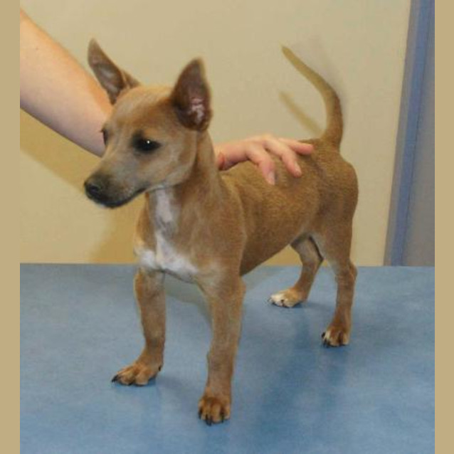Photo of Pip
