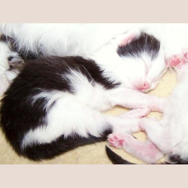 Photo of Kittens