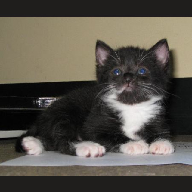Photo of Kitten Two