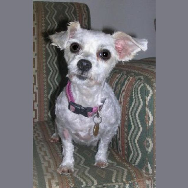 Photo of Snowbell