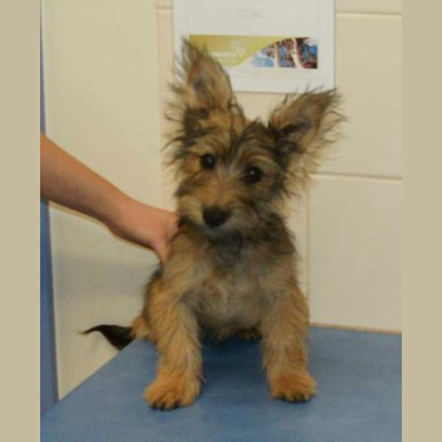 Photo of Rufus