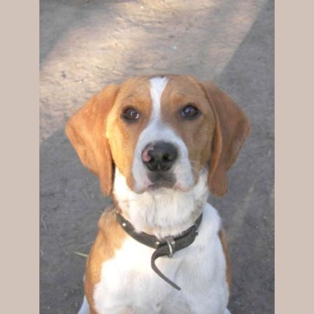 Photo of Toby(learning To Be A Detector Dog)