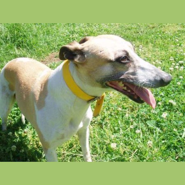 Photo of Crunchie
