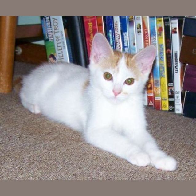 Photo of Pablo Adopted
